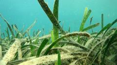 Posidonia australis