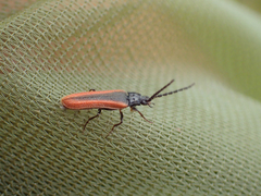 Omalisus fontisbellaquei