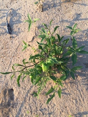 Physalis pumila hispida