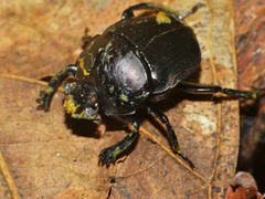 Paragymnopleurus sparsus