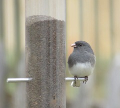 Junco hyemalis