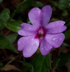 Impatiens platypetala