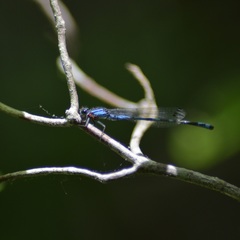 Enallagma laterale
