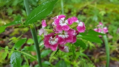 Dianthus barbatus
