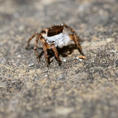 Salticidae