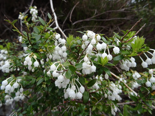 Prickly Heath
