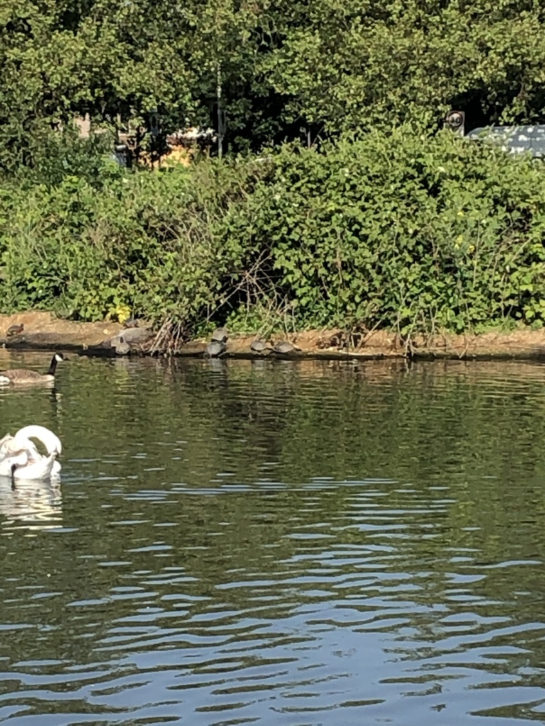 Pond Slider from Wanstead Flats, London, England, GB on June 3, 2021 at