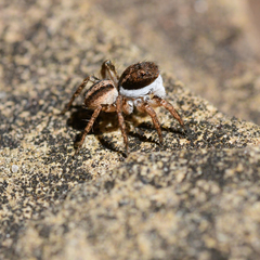 Salticidae