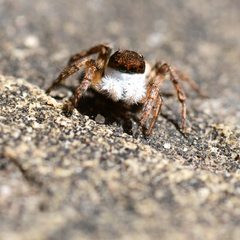 Salticidae
