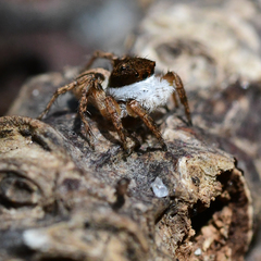 Salticidae