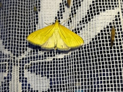 Mecyna flavalis