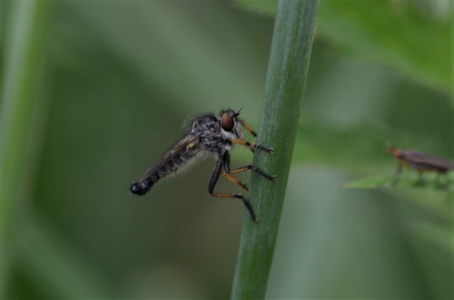 Scarce Awl Robberfly