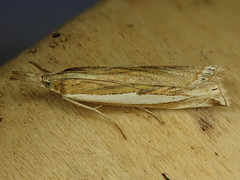 Crambus leachellus