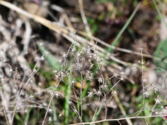 Symphyotrichum depauperatum