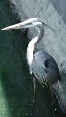 Ardea herodias