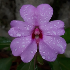 Impatiens platypetala