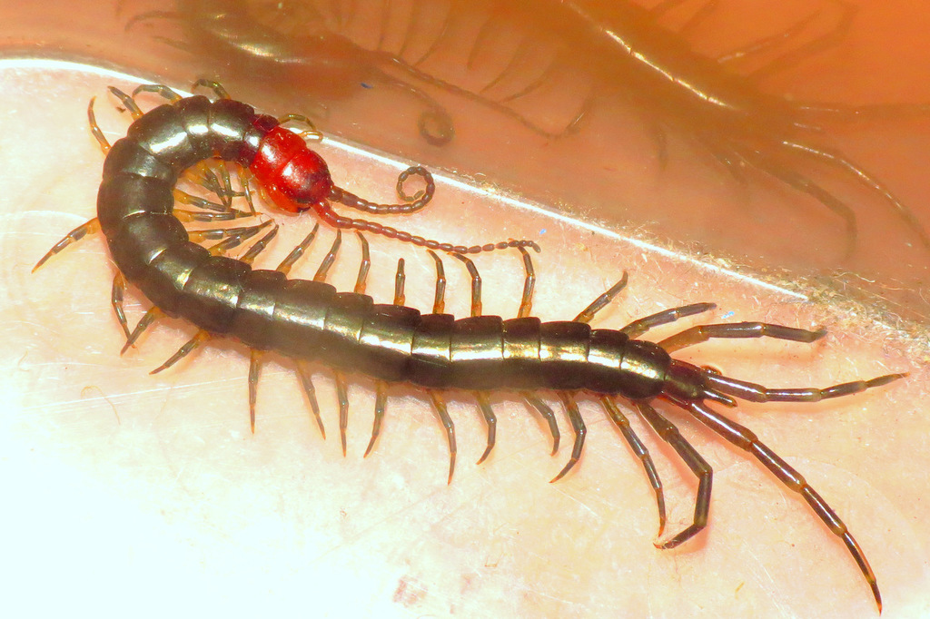 Dactylotergitius