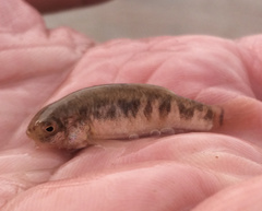 Cyprinodon rubrofluviatilis