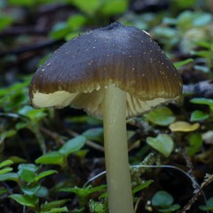 Entoloma procerum