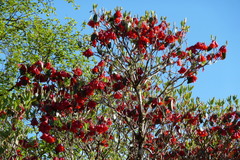 Rhododendron cinnabarinum