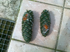 Pinus armandi