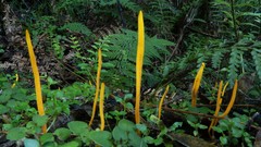 Clavulinopsis amoena