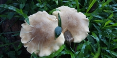Macrocybe gigantea