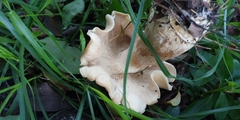 Macrocybe gigantea