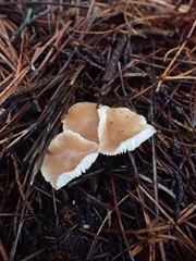 Rhodocollybia incarnata