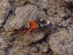 Prostemma sanguineum