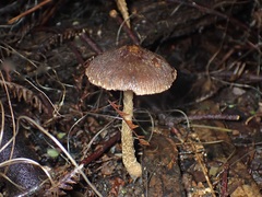 Stropharia formosa