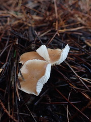 Rhodocollybia incarnata