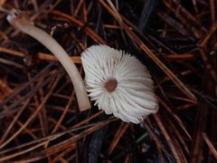 Rhodocollybia incarnata