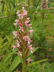 Galearis camtschatica