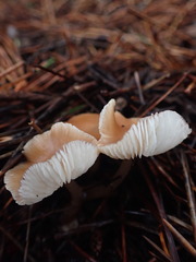 Rhodocollybia incarnata