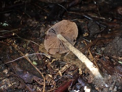 Stropharia formosa