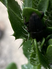Sphenophorus necydaloides