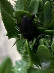 Sphenophorus necydaloides
