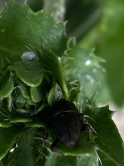 Sphenophorus necydaloides