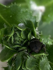 Sphenophorus necydaloides