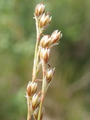 Juncus squarrosus