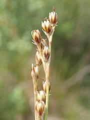 Juncus squarrosus