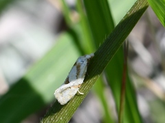 Aethes angustana