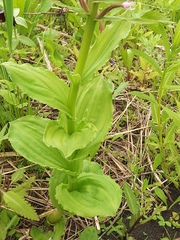 Galearis camtschatica