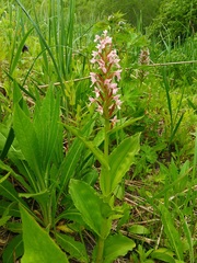 Galearis camtschatica