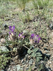 Astragalus laguroides
