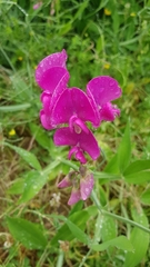 Lathyrus latifolius