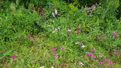 Lathyrus latifolius