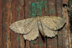 Philereme vetulata