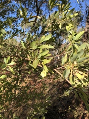 Terminalia supranitifolia